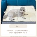 버블펫 | 반려동물의 건강과 숙면을 위한 펫침대 메루야 버블 펫 매트리스 후기