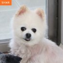 연은동물병원 | 동물자유연대 유기견 임시보호 신청 후기