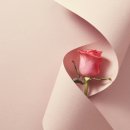 보타니컬 꽃 식물 드로잉 이미지