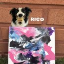 멍냥스테이 애견호텔유치원 이미지