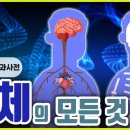 ﻿심장, 뇌, 간, 뼈, 근육에 대한 놀라운 사실! 인체의 신비 통합편! ﻿소화기의 구조 : 간,쓸개,이자 이미지