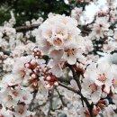 고향의 봄 이미지