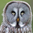 큰회색올빼미 [Great grey owl (Strix nebulosa)] 이미지