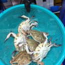 (주)한서종합정비 | 인천 소래포구 꽃게 시세 백두수산 내돈내산 후기! 알이 꽉 찬 태안 암꽃게 10kg 구매 (feat. 주차 팁)