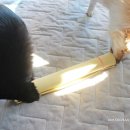 냥이멍이네 이미지