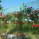 나촌말삼거리 이미지