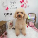 포댕포댕 이미지