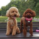 리즈애견미용 이미지