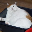 대관령 가축병원 이미지