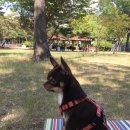 예삐네 착한 수제간식 이미지