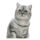 퍼스트 독 앤 캣 이미지