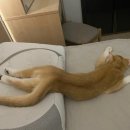 벨리타스킨 네이버블로그