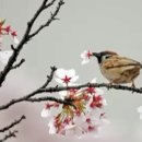 산새소리물소리 이미지