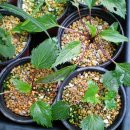 홍사초롱 이미지