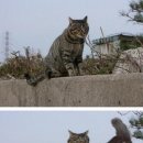짐 이미지