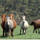 재현축산 이미지