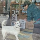 (주)펫둥이 | #8. 강아지 펫피트니스 수업 후기, 제주에 수업 붐이 부나보다.