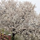 천호지공원 | 천안 벚꽃 명소 단국대 천호지 주차 원성천 벚꽃 개화위치 실시간 3월 30일 개화 상태 솔직후기