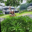 라비드 포레 이미지