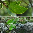 광나무과 당광나무 비교(잎, 열매) 이미지
