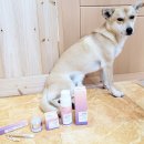 ㈜다온개발 | 댕냥메이크업 아이알컴즈 퍼피플 파우더 컨디셔너 face용 , body용 후기