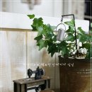 DOLL HOUSE 이미지