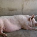 고기복 이미지