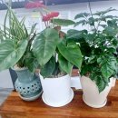 차가네김밥 이미지