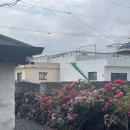 나우커피 예술평화점 | 제주 사계리 카페 │ 제주 구옥 아기자기한 감성 가득 애견동반 가능한 '영아리카페'(+주차 꿀팁)