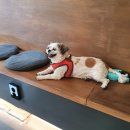 한양동물병원 이미지