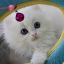 김포고양이분양 맘스캣 이미지