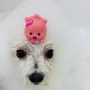 눈부시개 이미지