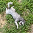 개롱공원2(놀이터)화장실 | [삼막애견공원] 강아지 체력 방전 DAY, 서울 근교 안양 무료 놀이터 | 운영시간·주차·QR입장 총정리