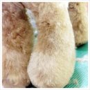 모모애견미용실 이미지