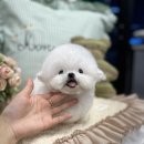 메종드퍼피 이미지