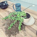 일등미생물 비료 이미지