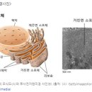 소포체 스트레스(ER stress)와 당뇨병 이미지