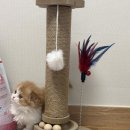 고양이분양 반하나캣 이미지