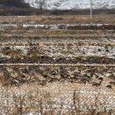 철새보는집 이미지