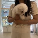 베비댕 | 대구수성구애견샵 강아지들 건강하고 귀여워용