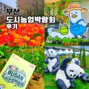 영화로 만나는 힐링 마술사 | 부산 도시농업박람회 2026 대저 유채꽃 튤립 벚꽃 개화 후기