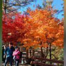 좌구산 단풍산행 이미지