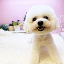 도그플러스 애견미용 이미지