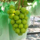 홍이농장 이미지