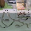 개미집 - 포항시 남구 | 개미집