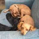 휴 애견미용 이미지