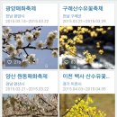 캔들나무 이미지