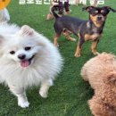 털로덮인 친구들 이미지