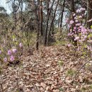 유희원 효자문 이미지