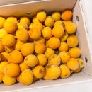 매실농장 | 광양 매실 홍매실 ~ 🥭 <서기네농장> 황매실 왕특 사이즈 후기 !